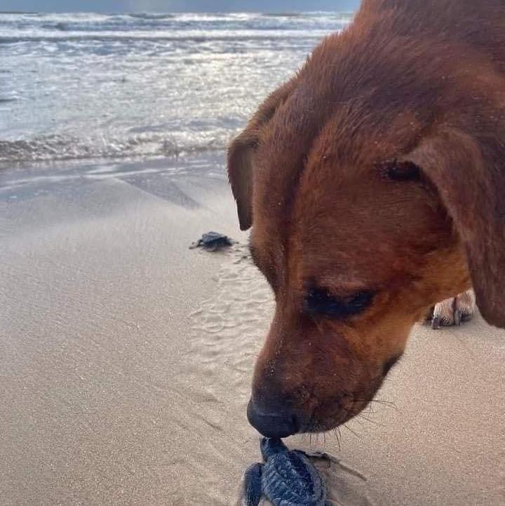 Solovino, el perrito de Playa Miramar que protege a tortugas bebé