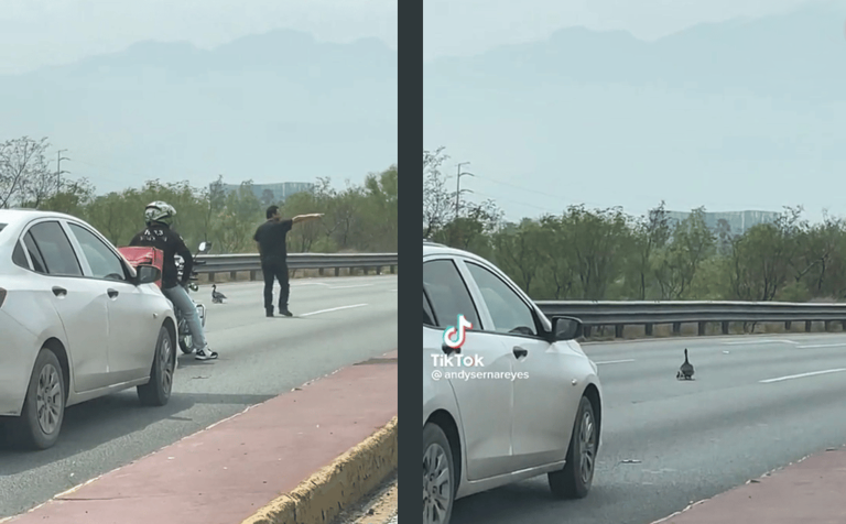 Familia de patos detiene el tráfico en avenida Constitución de Monterrey