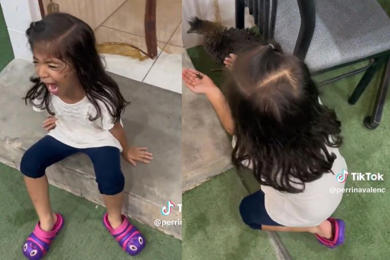 Niña llora porque su pollo se comió a su grillo; ella quería que se conocieran | VIDEO