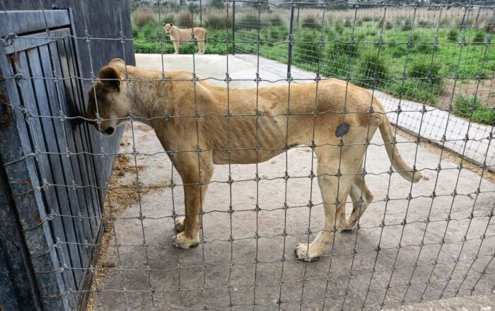 Así luce ahora Alika, una leona que llegó famélica a Chapultepec