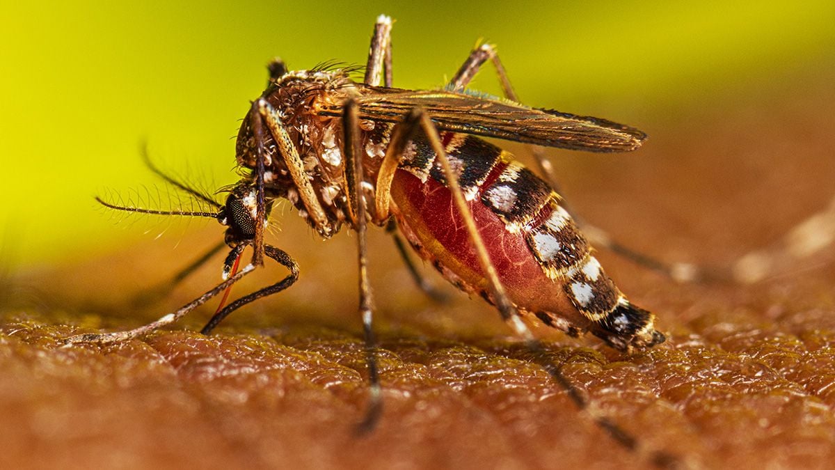 Dengue: cuáles son los riesgo ante la segunda infección