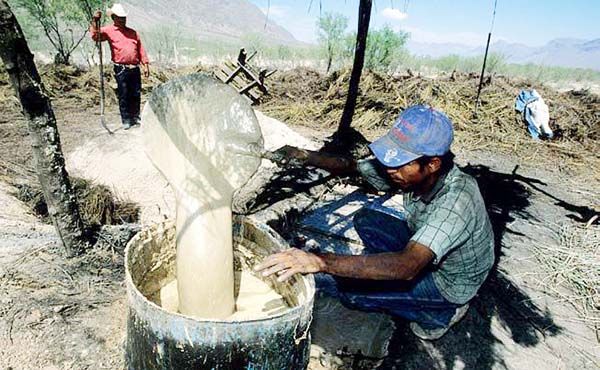 Afectará a 3 mil familias dejar de producir cerote