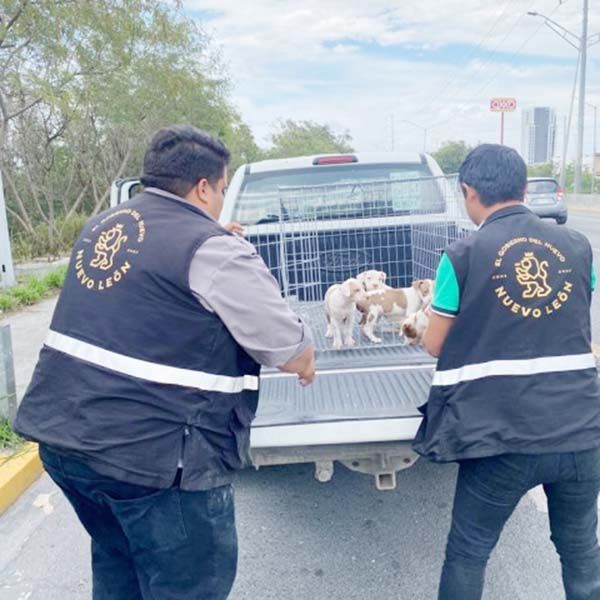 Rescatan a 25 perros de criadero clandestino en NL