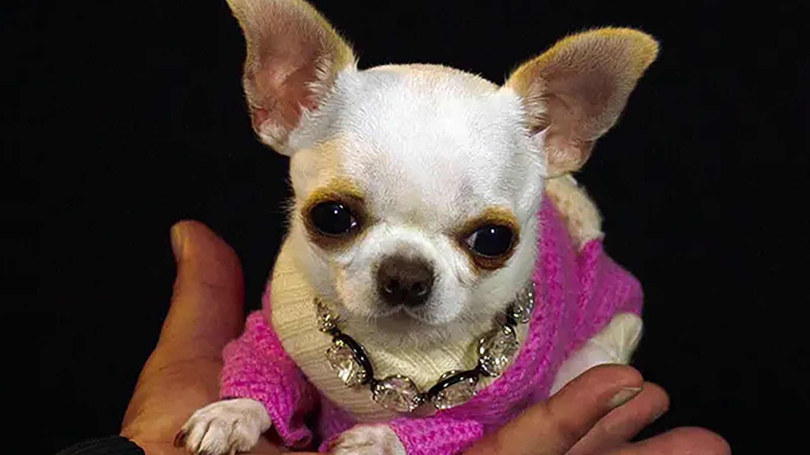 Pearl, la perrita más pequeña del mundo, pesa menos que tu desayuno