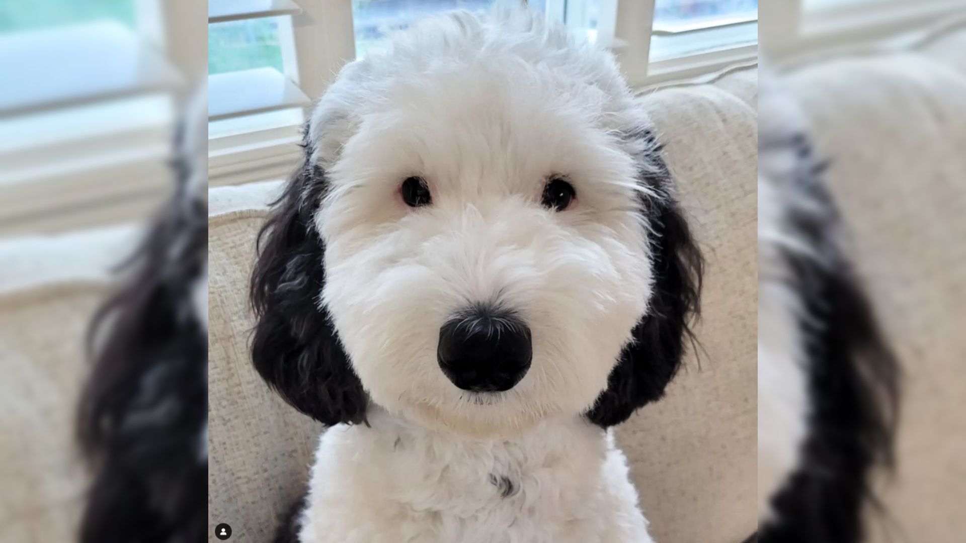¡Snoopy es real! Conoce a Bayley, la doble del perro de dibujos animados