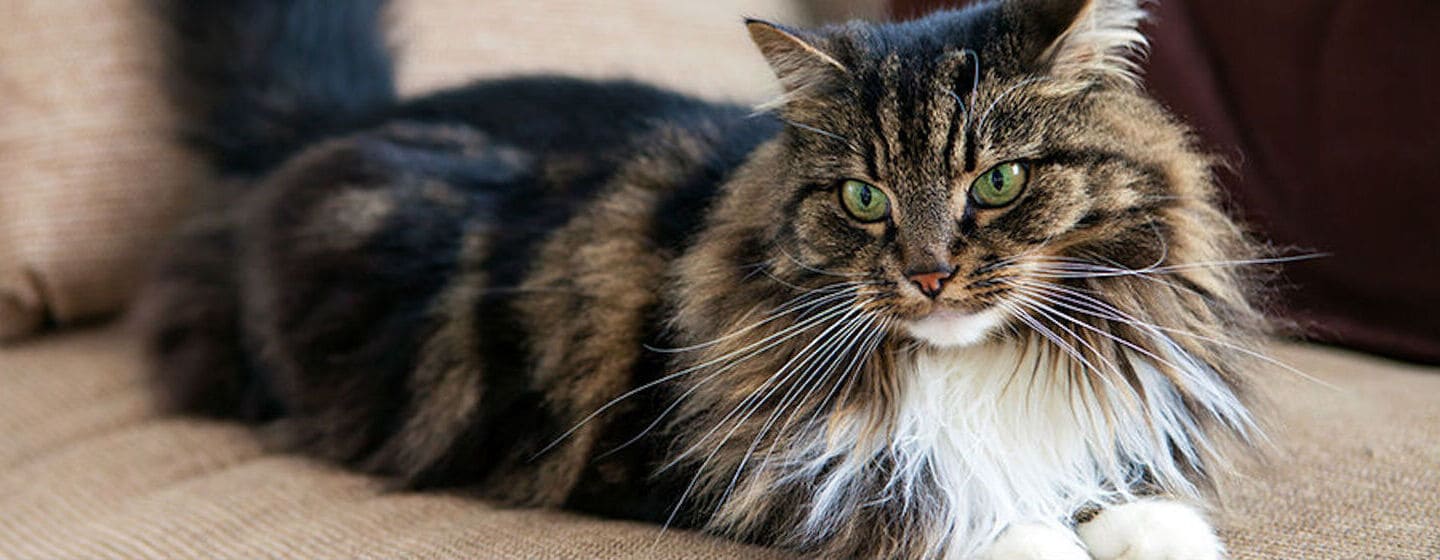 Un hombre relató la ‘resurrección’ de su gato y causó furor en redes