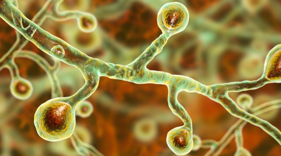 ¿Qué es la blastomicosis, la enfermedad que se ha detectado en más de 70 personas en Michigan?