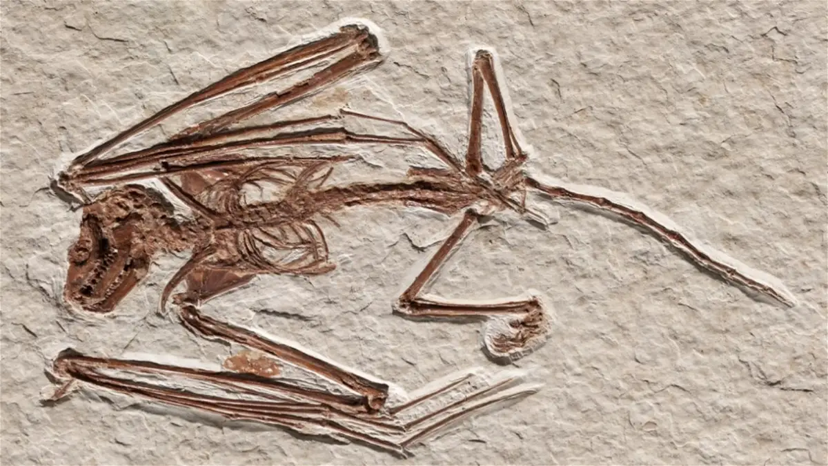 No es un dragón, pero este esqueleto pertenece a una especie nunca antes vista en la Tierra
