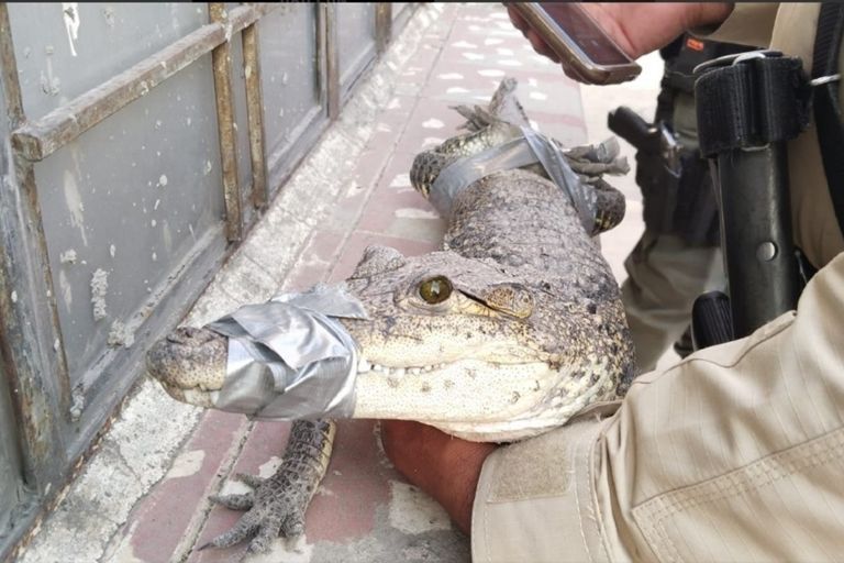 Cocodrilo de gran tamaño merodea las calles; causa alarma en Guadalajara