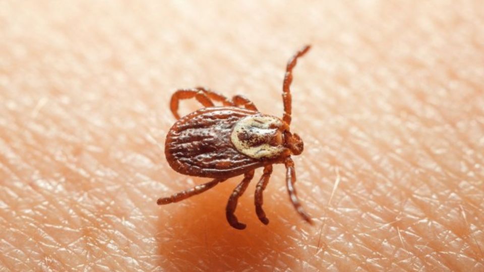 Emergencia por ricketsiosis: Nuevo León acumula 8 muertos por picaduras de garrapatas
