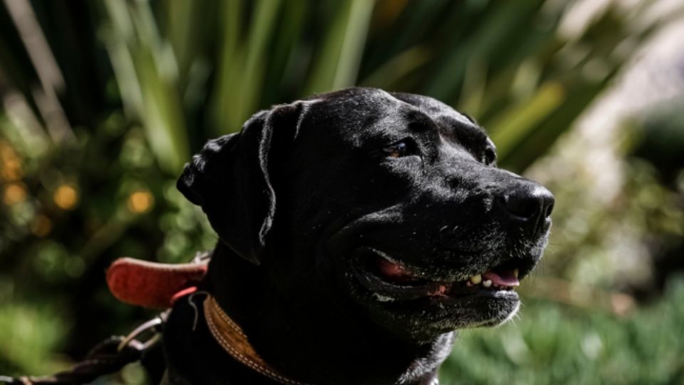 VIDEO: La conmovedora historia de Cuco, un perrito que llegó con migrantes y se quedó a trabajar en un hospital