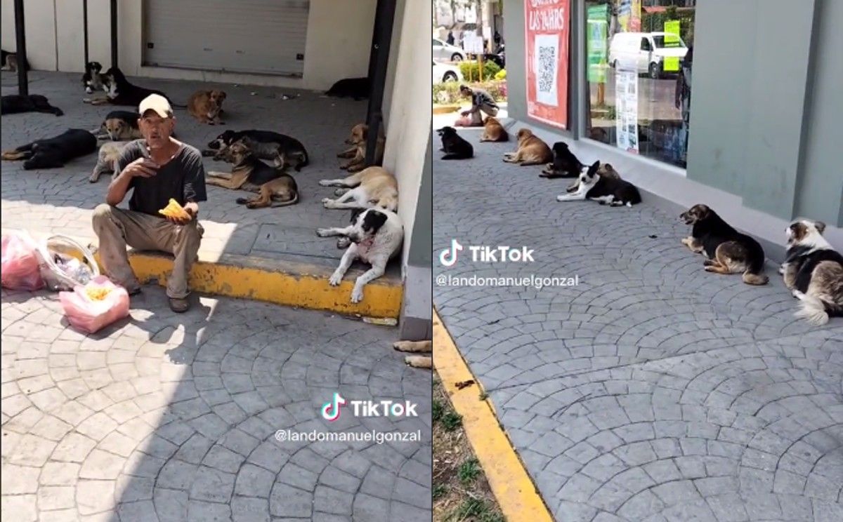 Héroe sin hogar cuida hasta 60 perros abandonados, ¡lo captan con 20!