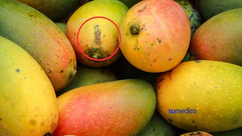 ¿Por qué salen manchas negras en los mangos y qué pasa por comerlos?