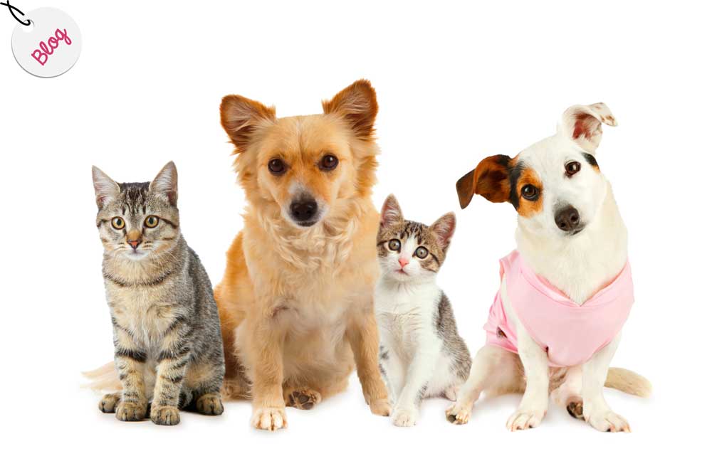 ¿Quiénes crees que viven más, los perros o los gatos? ¡Te sorprenderás!
