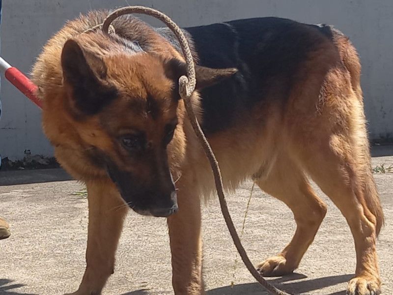 Perro pastor alemán ataca y mata a bebé de 2 años