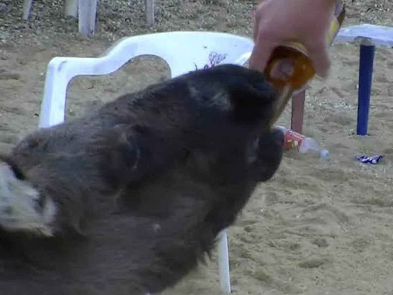 Piden rescate de ‘Manuelín’ el burrito a quien obligan a beber cerveza en Acapulco
