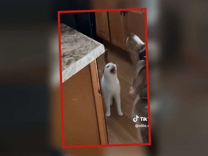 Gatito hace largo maullido tras cerrarle el refrigerador; VIDEO enloquece las redes