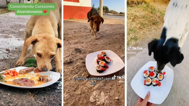 Dos jóvenes elaboran platos gourmet para alimentar a los perros de la calle y conmueven en las redes