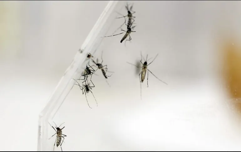 Vacuna contra el virus chikungunya muestra resultados prometedores