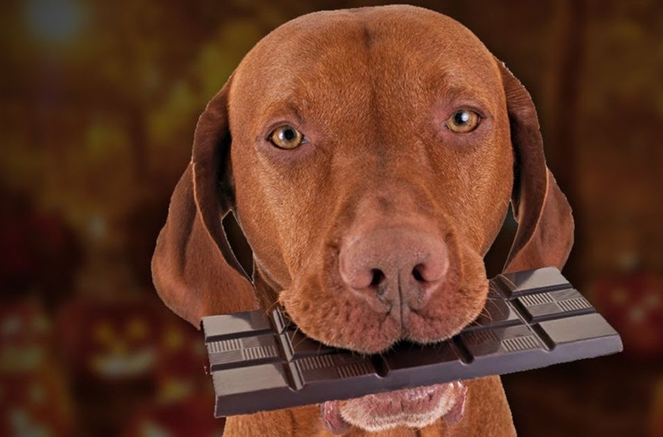 ¿Por qué los perros no pueden comer chocolate? ¿Qué pasa si comen?