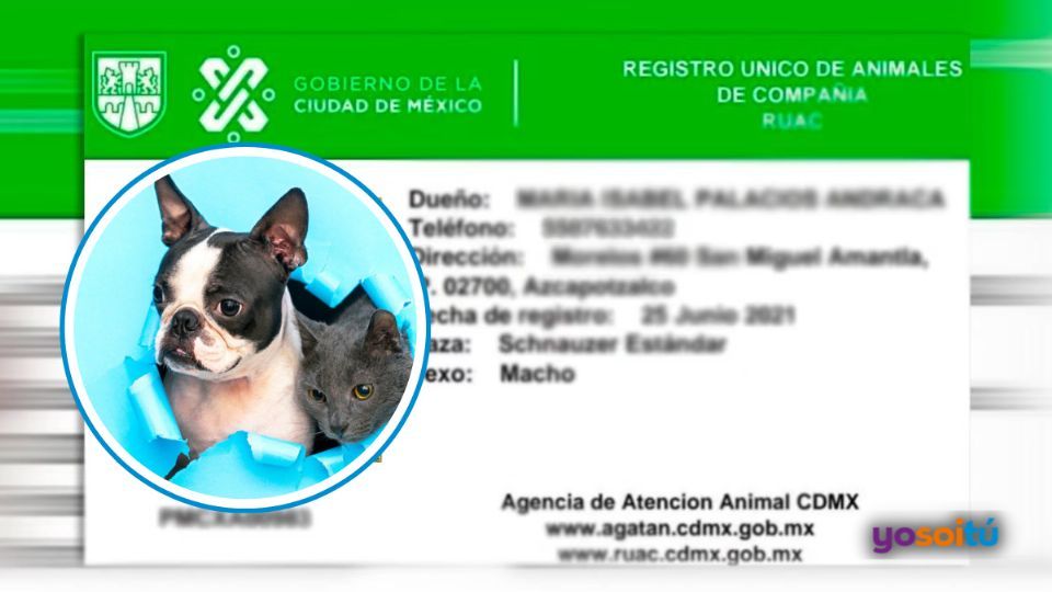 ¿CURP para mascotas? Así la puedes TRAMITAR para tu perrito o gatito