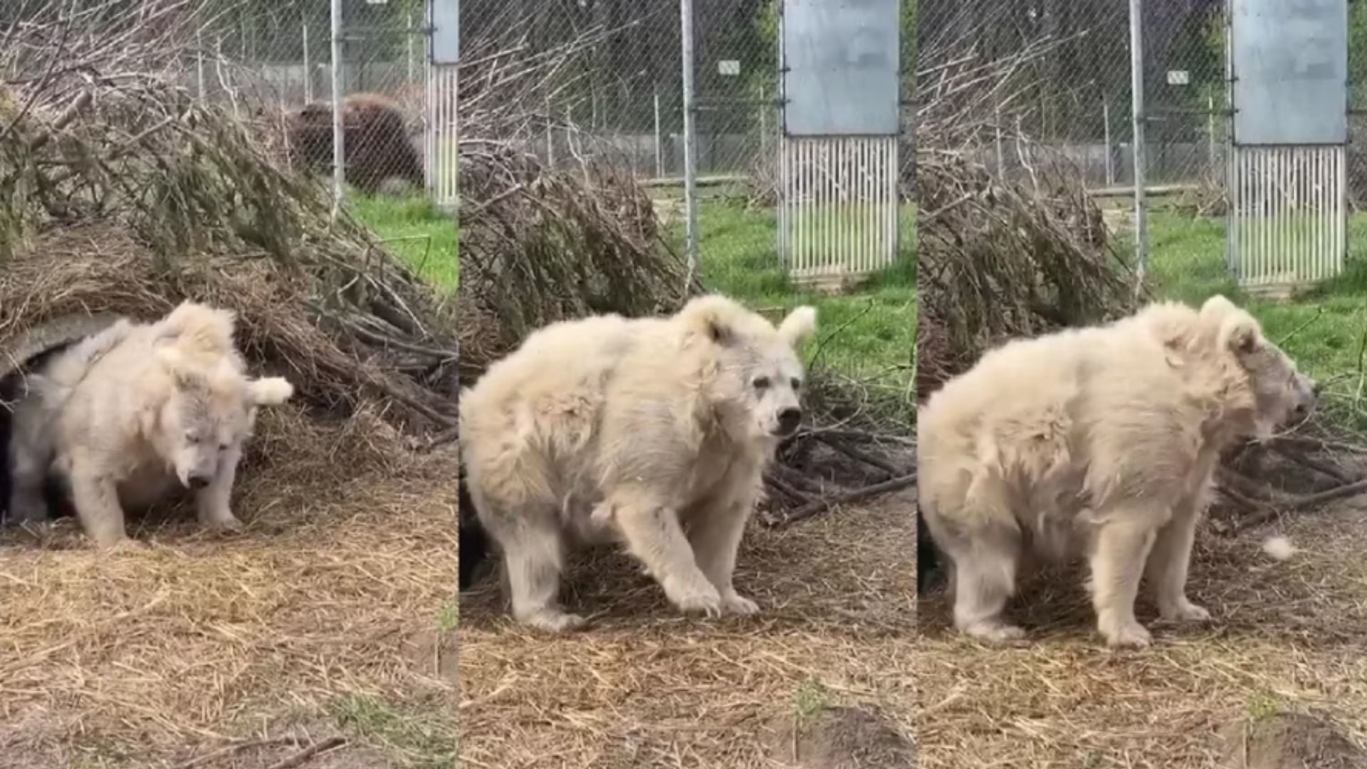 VIDEO: Captan a oso saliendo de hibernar y su pelo despeinado se vuelve viral
