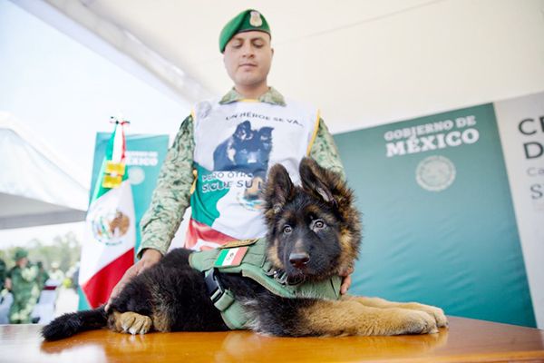 Arkadas, nombre del cachorro turco de la Sedena