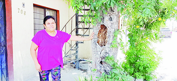 Aparece en árbol imagen de virgen