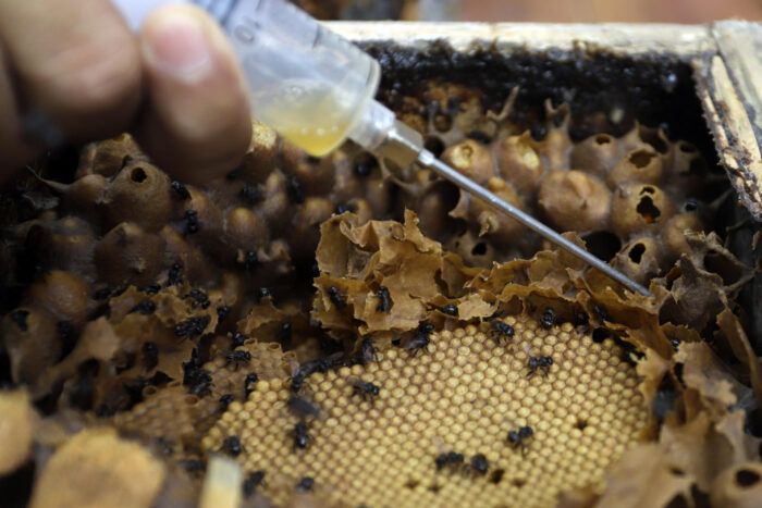 Especie de abeja produce ‘miel única’ y habita en México