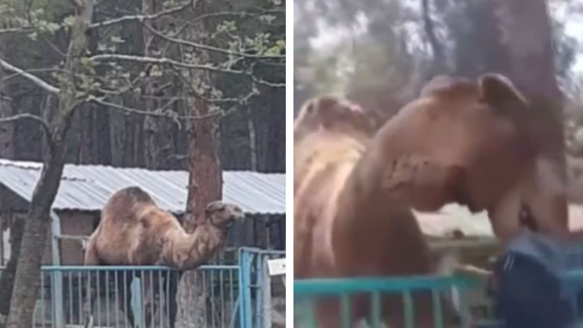 VIDEO: Camello muerde la cabeza de niño y lo levanta en zoológico de Turquía: video
