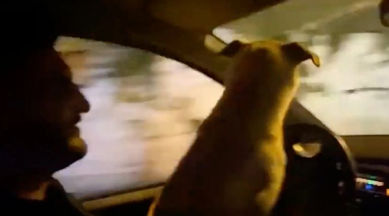 Conductor dice que su perro manejaba para evitar arresto
