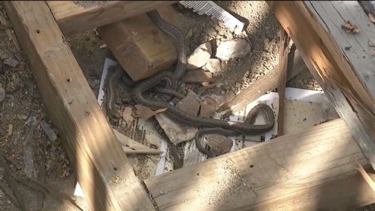 Aterrador: se mudó a la casa de sus sueños y descubrió que estaba infestada por enormes serpientes