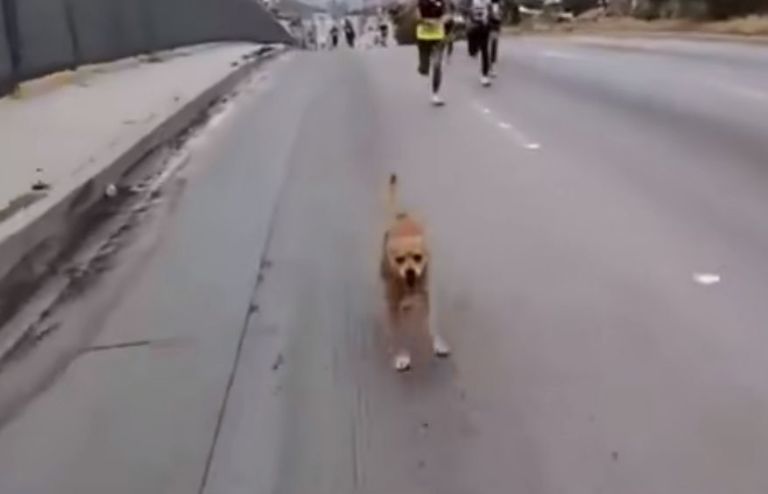VIDEO: «Chicles», el perrito que corrió un maratón y subió al podio tras quedar en tercer lugar