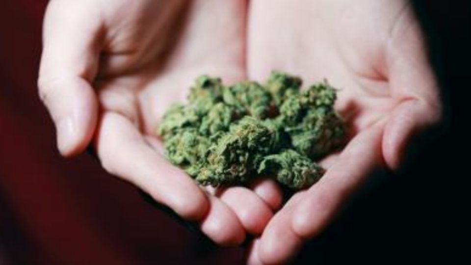Consumo de cannabis es un peligro para la salud de Estados Unidos