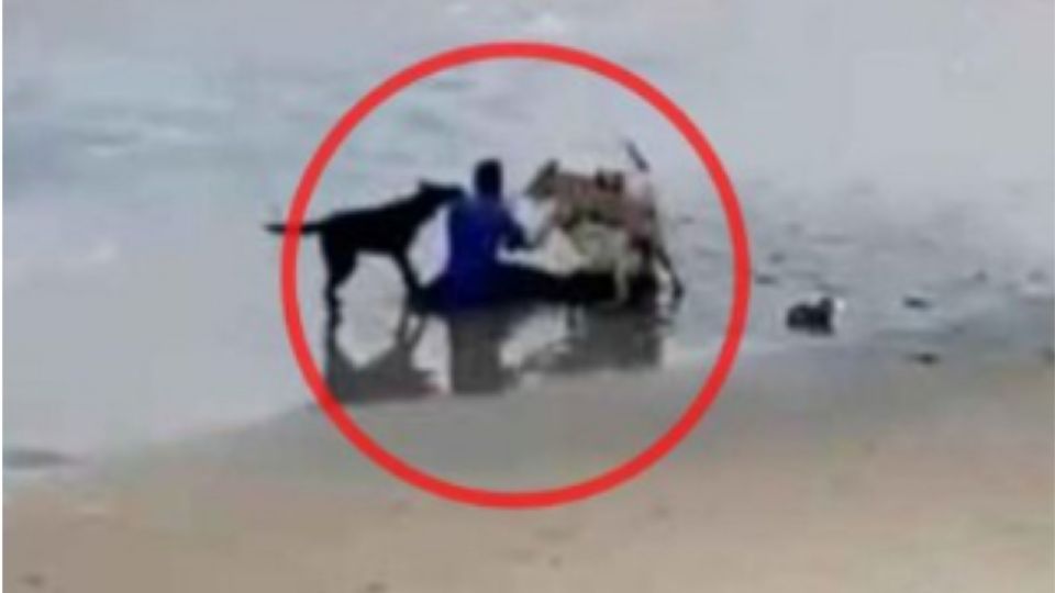 VIDEO: Brutal ataque en Tijuana: captan a jauría de perros mordiendo a hombre en la playa