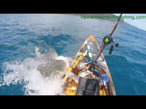 Pescador capta veloz ataque de tiburón tigre y mordisco a su kayak
