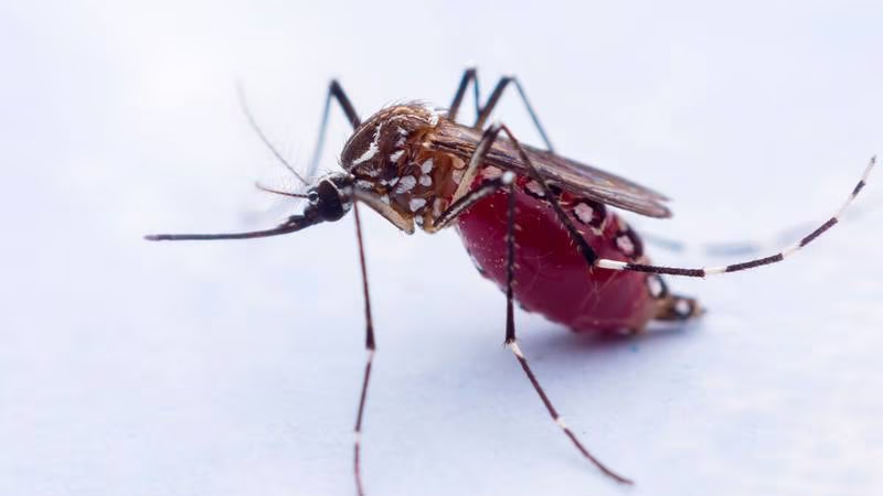 Lucha contra el dengue: Rusia y Nicaragua trabajan en una vacuna