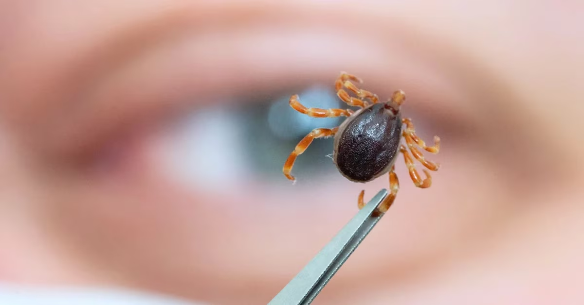 Detectan virus incurable transmitido por garrapatas en Estados Unidos, ¿de qué se trata?