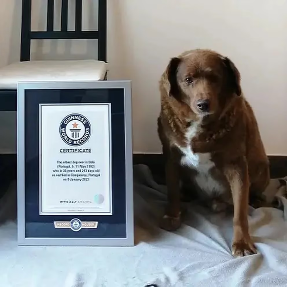 Bobi, el perro más viejo del mundo, cumplió 31 años y rompió el récord Guinness
