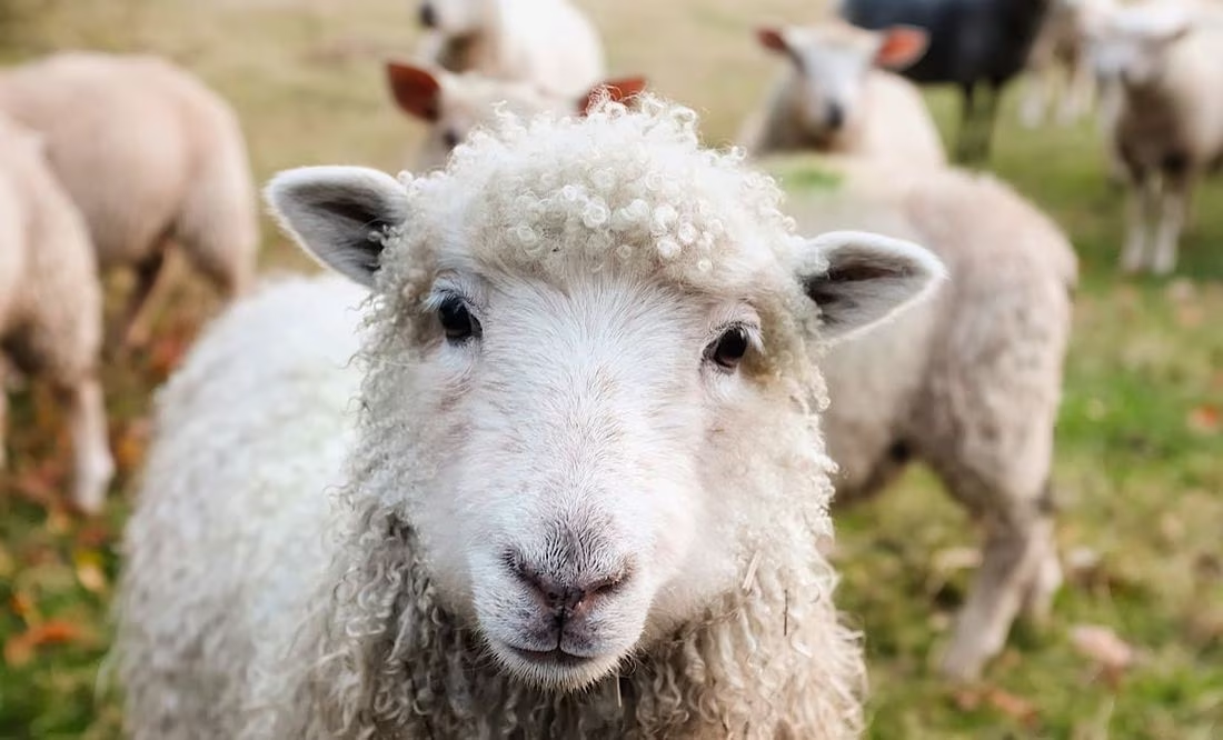 ¿Inteligencia artificial para hablar con los animales?