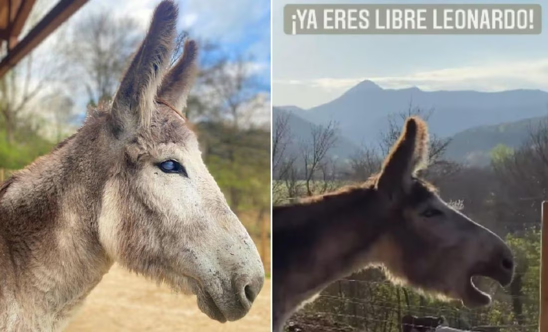 VIDEO: Burrito llora de felicidad tras ser liberado luego de pasar 8 años amarrado