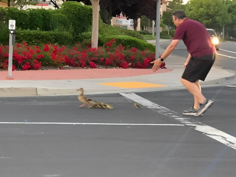 Hombre quiso ayudar a familia de patitos a cruzar la calle y murió atropellado