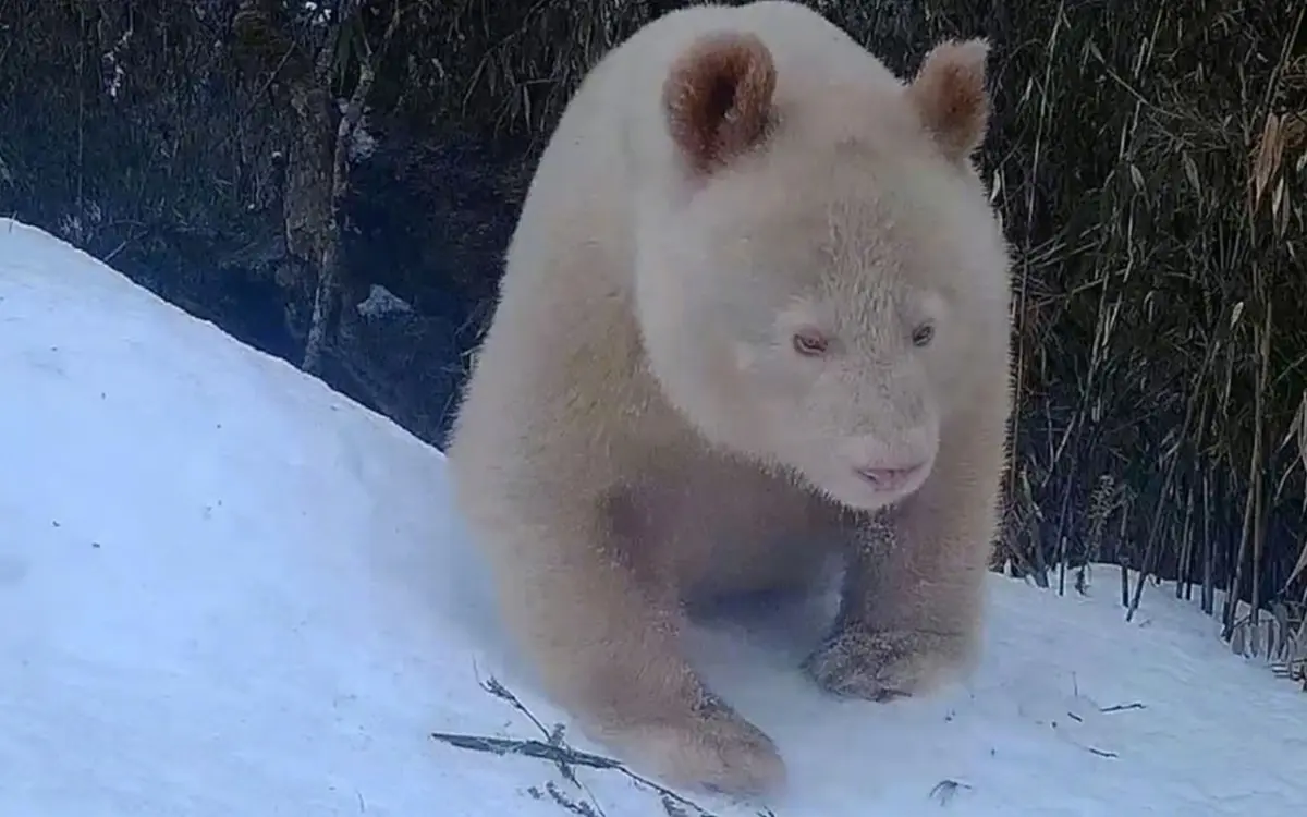 ¿Un panda albino? Sorprenden imágenes del inusual ejemplar | Video