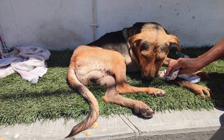 “Stich”, el perrito callejero&nbsp;mexicano que fue brutalmente golpeado por el dueño de una panadería el último fin de semana, falleció luego de varias horas luchando por su vida.