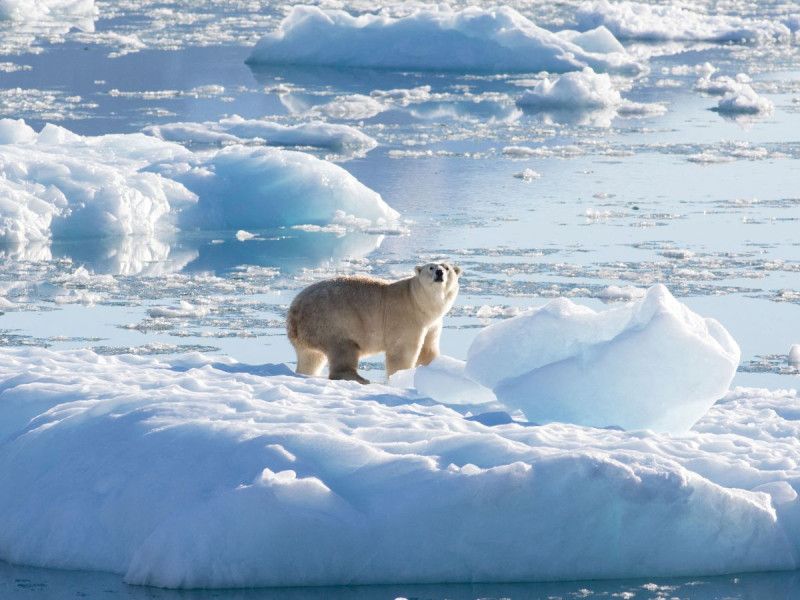 El Polo Norte se quedaría sin hielo para la década de 2030, según estudio