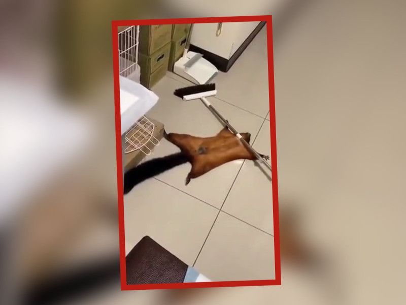 VIDEO. Ardilla finge su propia muerte y las redes sociales le dan el Óscar; su ‘actuación’ se hace viral