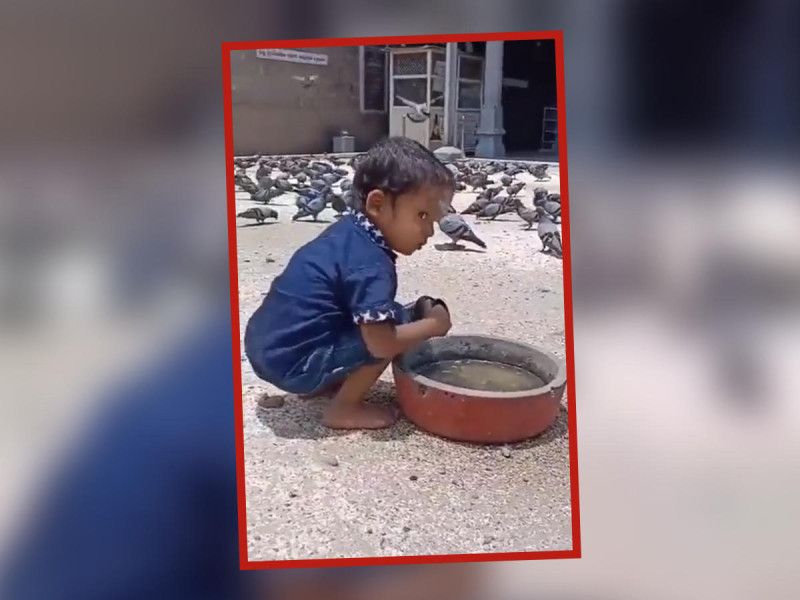 VIDEO. Niño ayuda a los pajaritos a beber agua durante ola de calor… y lo felicitan en redes