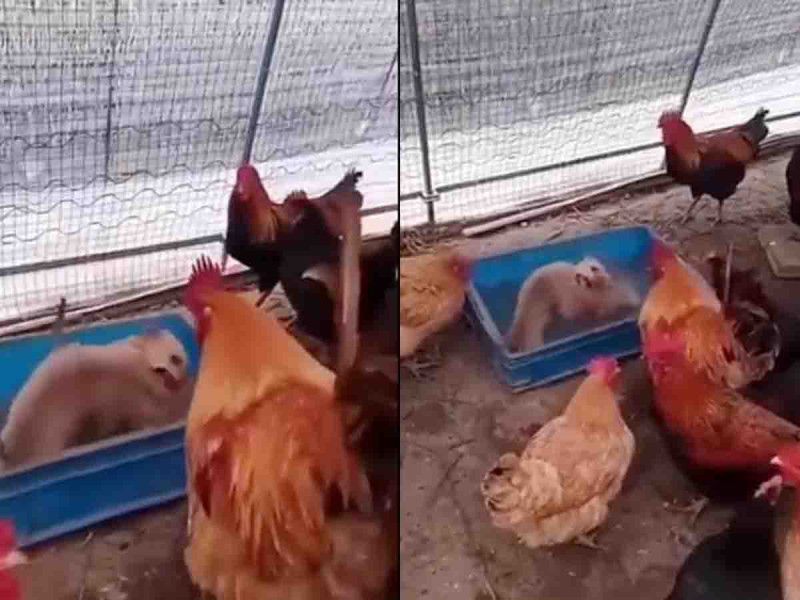 Gallos organizan ‘pelea clandestina’ de perritos; las apuestas a full