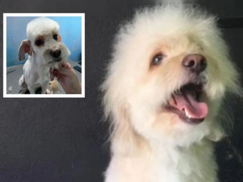 VIDEO. ¡No es broma! Pide corte de Peso Pluma para su perrito en estética canina, así quedó el can