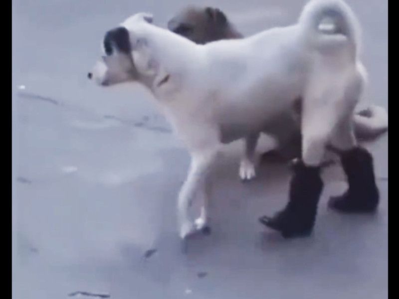 Video. Captan a perro con botas; se vuelve viral y enternece redes sociales